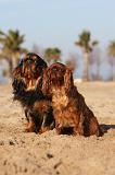 KING CHARLES SPANIEL 022